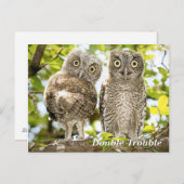 Screech Owls Chicks Postkarte (Vorne/Hinten)