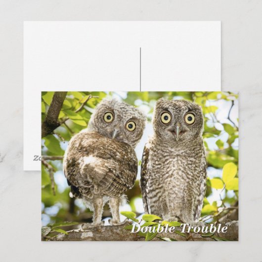 Screech Owls Chicks Postkarte (Vorne/Hinten)