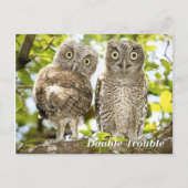 Screech Owls Chicks Postkarte (Vorderseite)