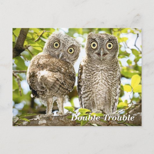 Screech Owls Chicks Postkarte (Vorderseite)