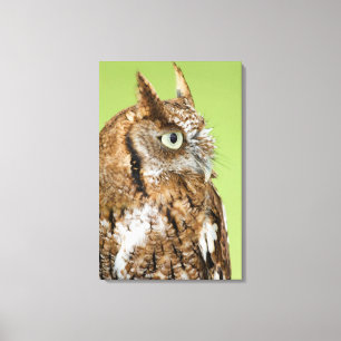 Screech-Uhulportrait Leinwanddruck