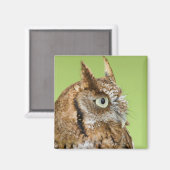 Screech-Uhulportrait Magnet (Vorderseite/Rückseite)
