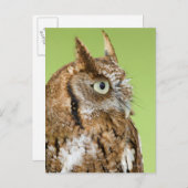 Screech-Uhulportrait Postkarte (Vorne/Hinten)