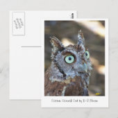 Screening Owl II Postkarte (Vorne/Hinten)