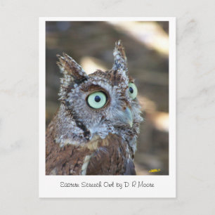 Screening Owl II Postkarte