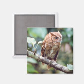 Screening Owl Magnet (Vorderseite/Rückseite)
