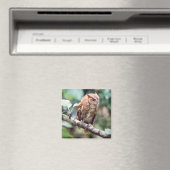 Screening Owl Magnet (In Situ (Geschirrspüler))