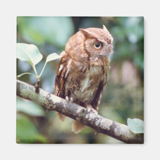 Screening Owl Magnet (Vorne)