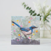 Scrub Jay (Stehend Vorderseite)