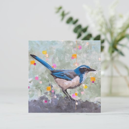 Scrub Jay (Stehend Vorderseite)