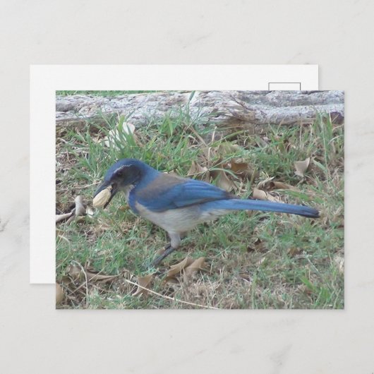 Scrub Jay Finds a Peanut Postkarte (Vorne/Hinten)