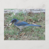 Scrub Jay Finds a Peanut Postkarte (Vorderseite)