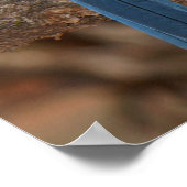 Scrub Jay Poster (Ecke)