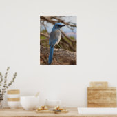 Scrub Jay Poster (Küche)