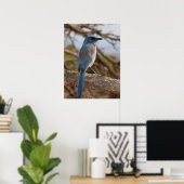 Scrub Jay Poster (Heimbüro)