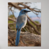 Scrub Jay Poster (Vorne)