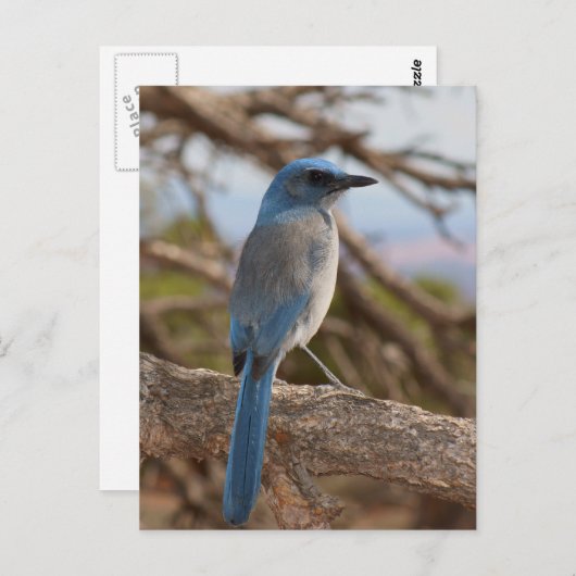 Scrub Jay Postkarte (Vorne/Hinten)