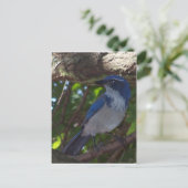Scrub Jay Postkarte (Stehend Vorderseite)