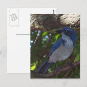 Scrub Jay Postkarte (Vorne/Hinten)