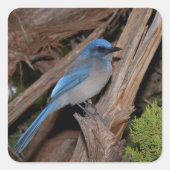 Scrub Jay Quadratischer Aufkleber (Vorderseite)