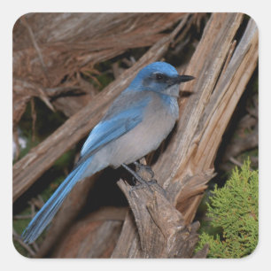 Scrub Jay Quadratischer Aufkleber