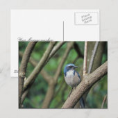 Scrub Jay, Western Postkarte (Vorne/Hinten)