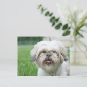 Scruffy Hund Postkarte (Stehend Vorderseite)