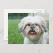 Scruffy Hund Postkarte (Vorne/Hinten)