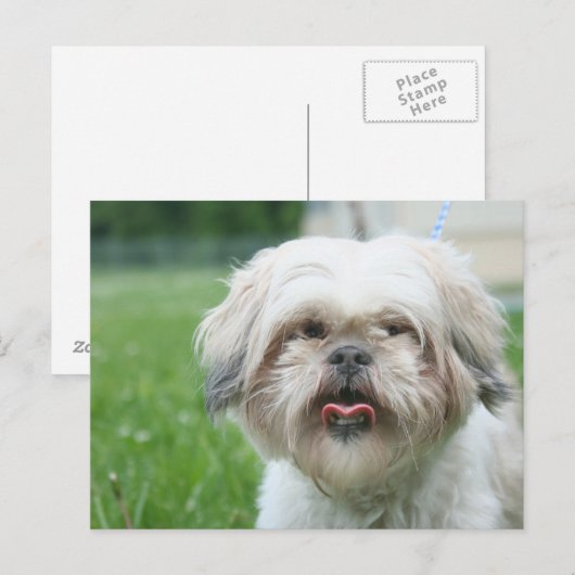 Scruffy Hund Postkarte (Vorne/Hinten)