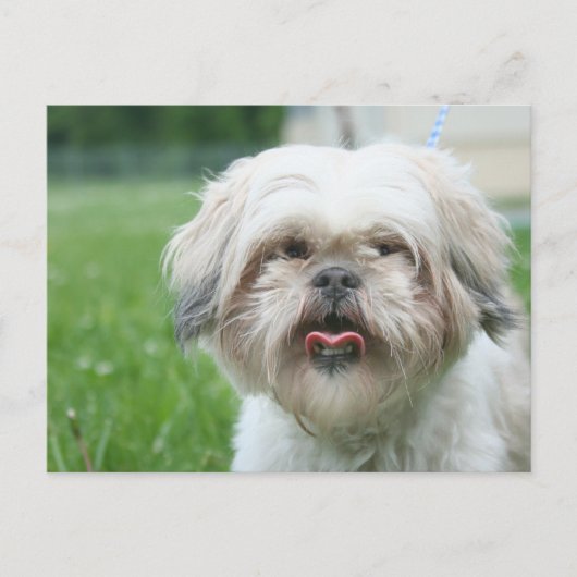 Scruffy Hund Postkarte (Vorderseite)