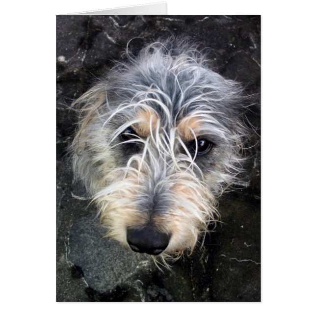 Scruffy Hund sieht auf (Vorne)