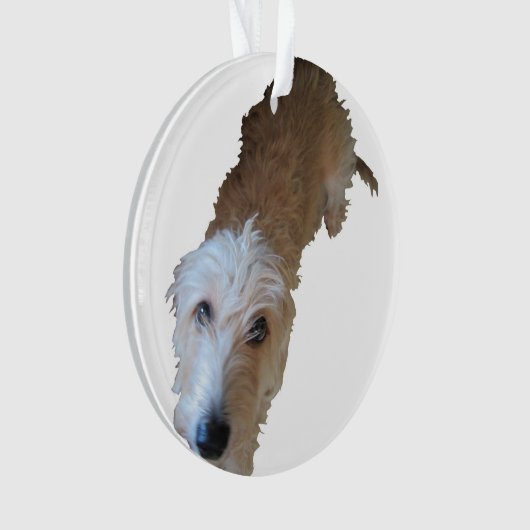 Scruffy Hunde Ornament (Vorderseite)