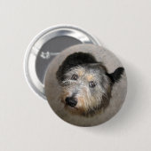 Scruffy niedlich Hund Abzeichen Button (Vorne & Hinten)