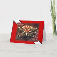 Scuba Diving Heart Crab - Karte