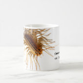 Scutigera coleoptrata kaffeetasse (Mittel)