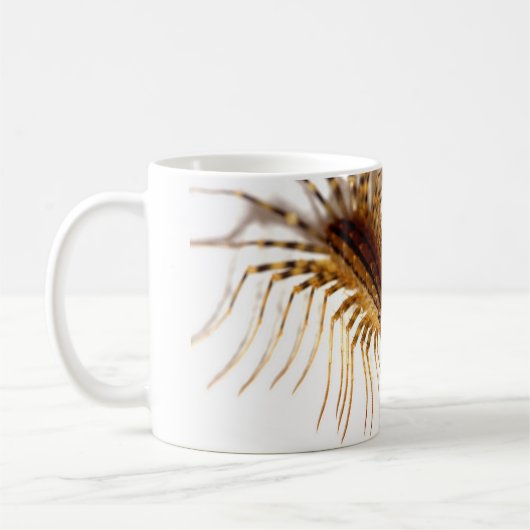 Scutigera coleoptrata kaffeetasse (Links)
