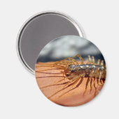 Scutigera Coleoptrata Magnet (Vorderseite/Rückseite)