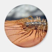 Scutigera Coleoptrata Magnet (Vorne)