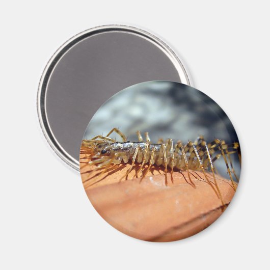 Scutigera Coleoptrata Magnet (Vorderseite/Rückseite)
