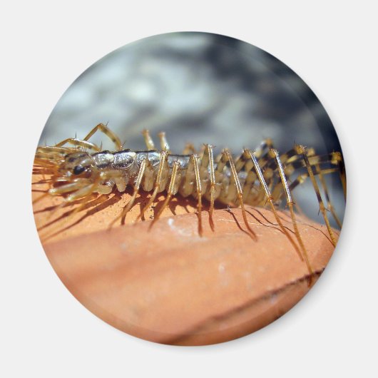 Scutigera Coleoptrata Magnet (Vorne)