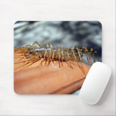 Scutigera Coleoptrata Mouse Mat Mousepad (Mit Mouse)