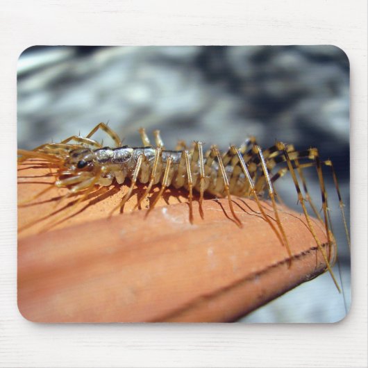 Scutigera Coleoptrata Mouse Mat Mousepad (Vorne)