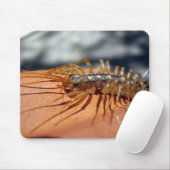 Scutigera Coleoptrata Mouse Mat Mousepad (Mit Mouse)