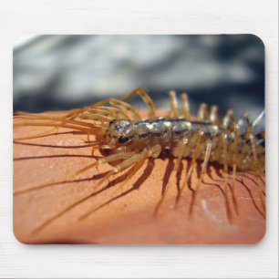 Scutigera Coleoptrata Mouse Mat Mousepad
