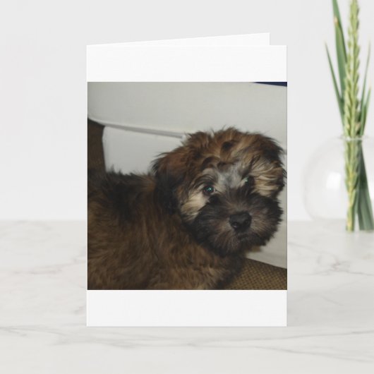 SCWT-Welpe Karte (Vorderseite)