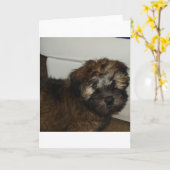 SCWT-Welpe Karte (Gelbe Blume)