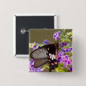 SE Asia, Thailand, Doi Inthanon, Papilio Button (Vorne & Hinten)