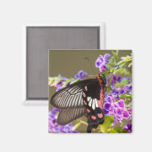 SE Asia, Thailand, Doi Inthanon, Papilio Magnet (Vorderseite/Rückseite)