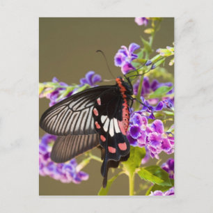 SE Asia, Thailand, Doi Inthanon, Papilio Postkarte