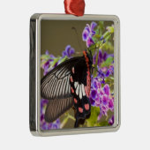 SE Asia, Thailand, Doi Inthanon, Papilio Silbernes Ornament (Rechts)